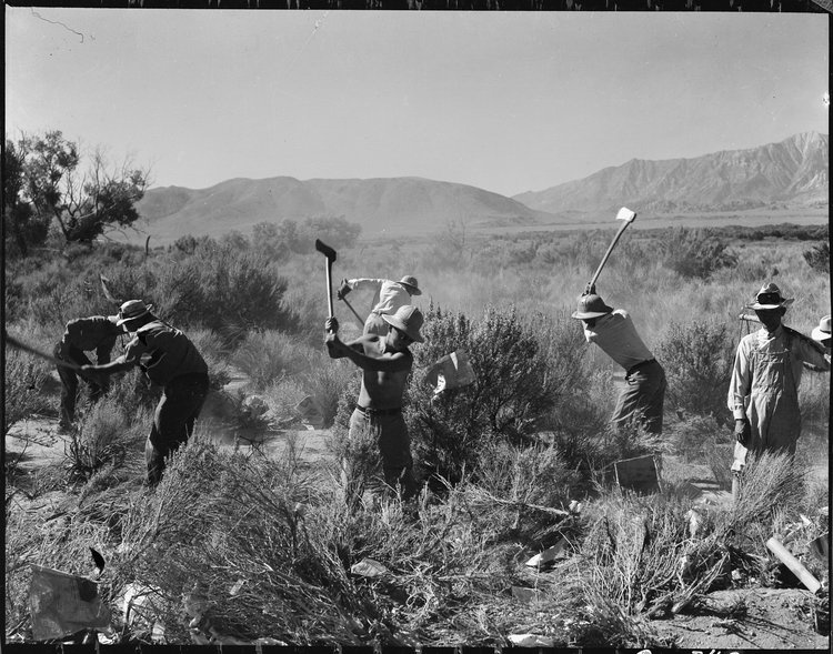 Manzanar Relocation Center, Manzanar, California. More land is being cleared of sage brush at the southern end of the project to enlarge this War Relocation Authority center for evacuees of Japanese ancestry.