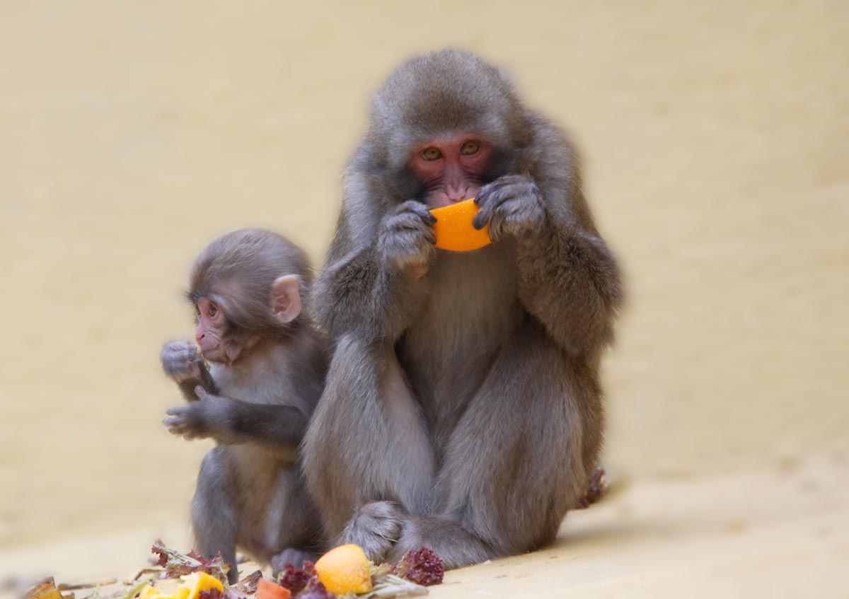 Baby monkeys given standard doses of popular vaccines develop symptoms of autism