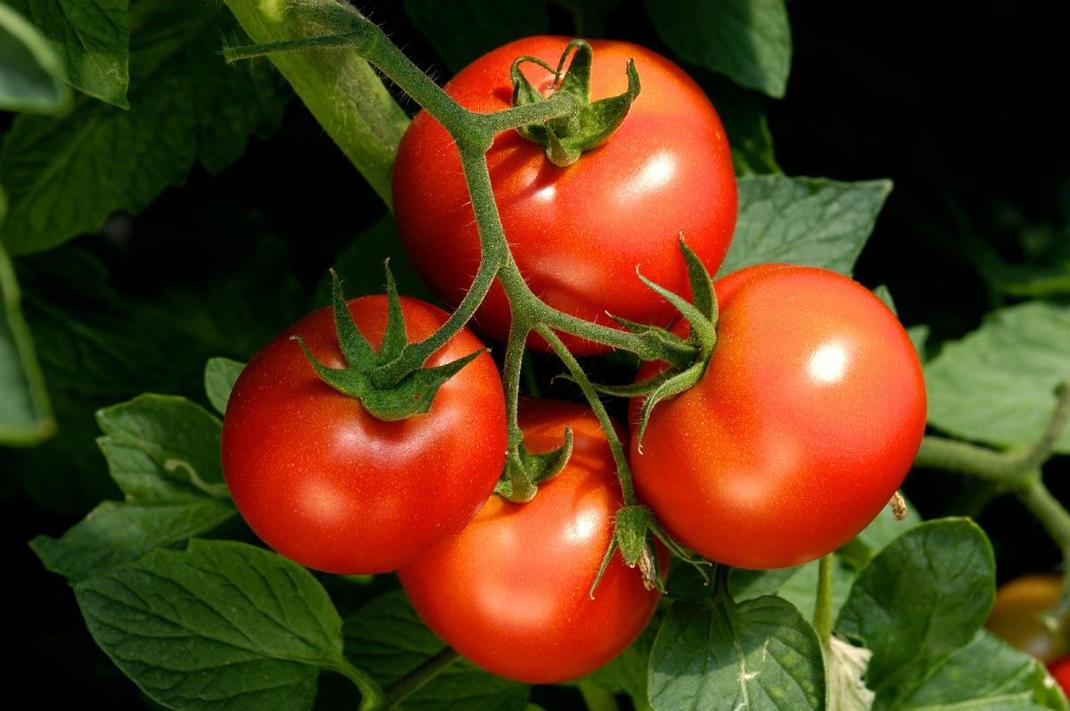 How to avoid the 7 deadly sins of growing tomatoes