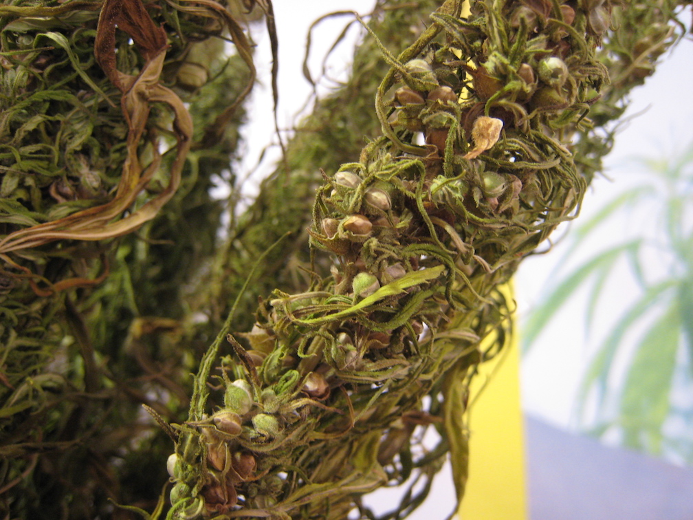 Colorado notched another nationwide first: certified domestic hemp seeds