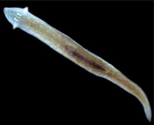 Newly Discovered Flatworm Is Named After Obama