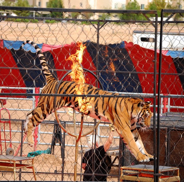Disturbing video shows endangered tiger tied down by circus crew so customers can pose for pictures