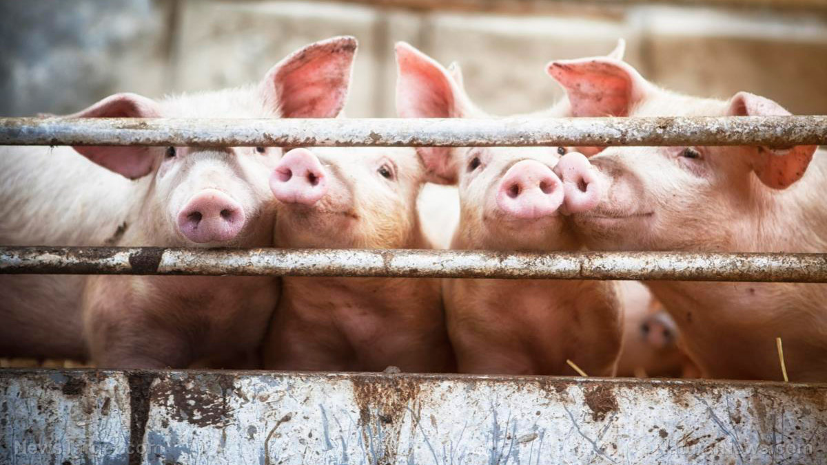 HORROR FARMS: Genetically altered pigs to be grown and harvested for human organ transplants