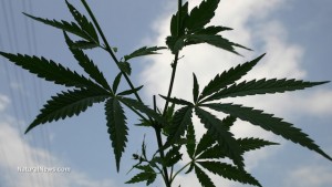 Hemp-Plant marijuana weed cannabis