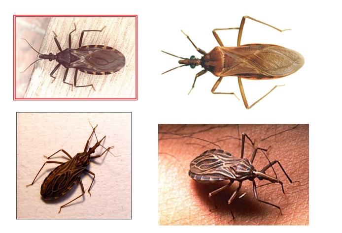 Tropical diseases surge in America while Obama leaves borders open to illegal immigrants