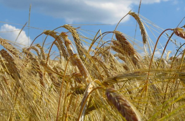 U.S. food supply more vulnerable than ever after government sold off emergency grain reserves