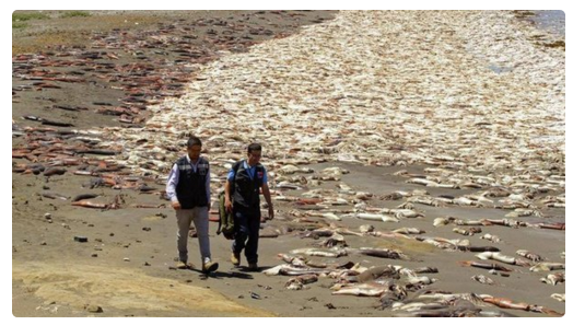 BREAKING: 10,000 Dead Squid Wash up on Chile Beach! Fukushima radiation to blame?