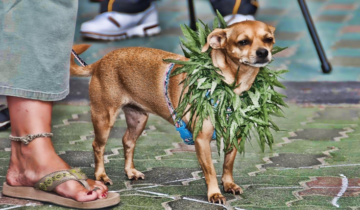 Can cannabis help your sick pet?