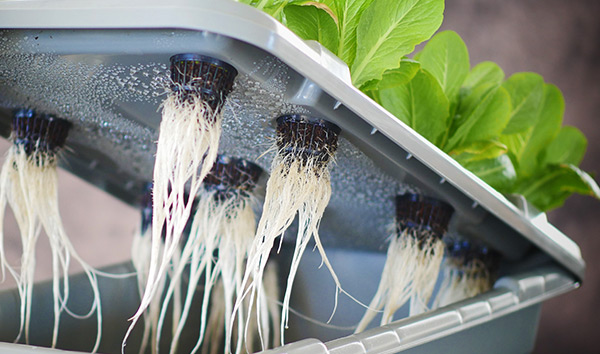 Grow boxes will help supplement you during the cold winter months