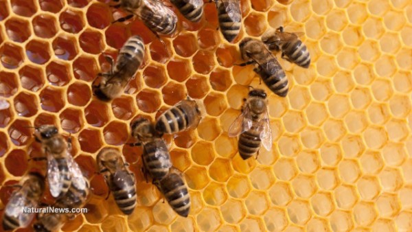 Neonicotinoids really are killing honeybees, EPA study admits