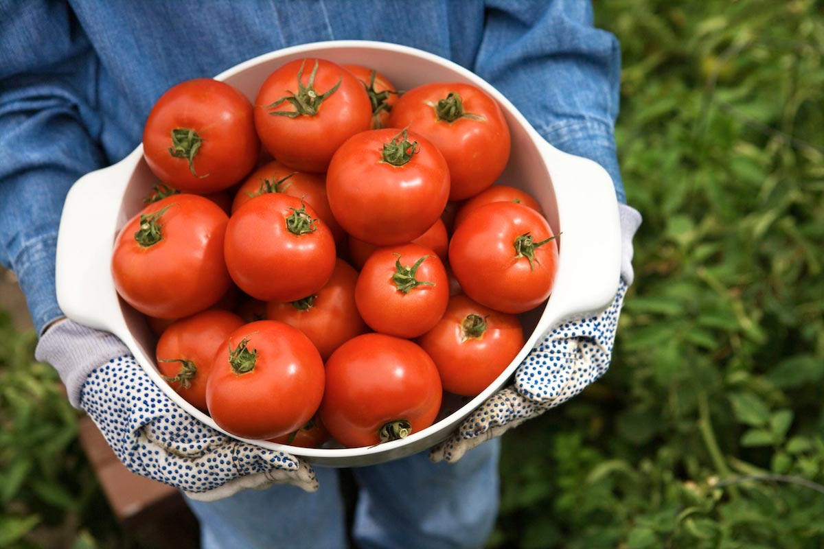 Grow bigger, fatter, better tomatoes