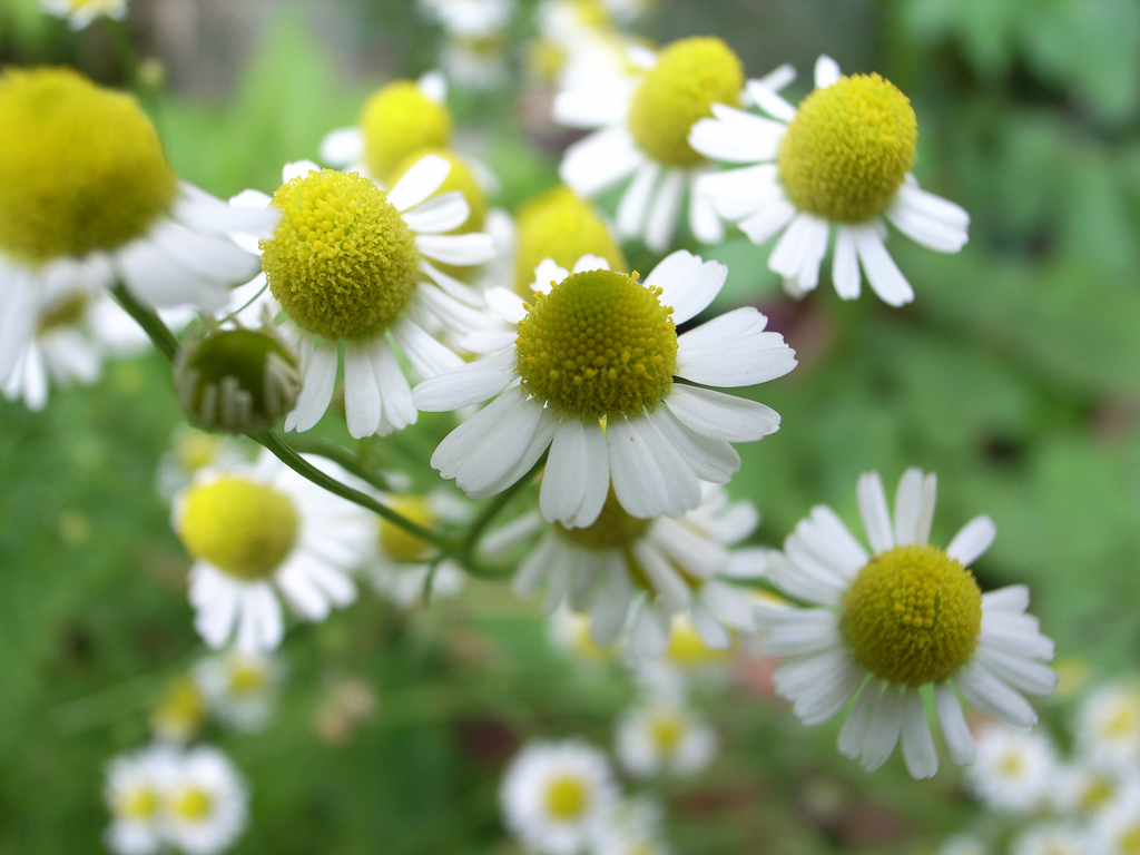 Chamomile oil is a powerful antibacterial and anticancer remedy