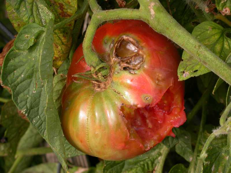 5 ways to keep pesky, destructive squirrels out of your tomatoes