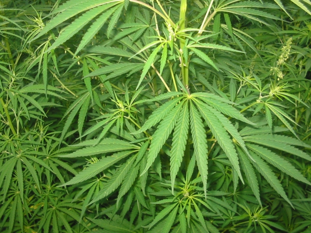 Drug Enforcement Agency may reschedule cannabis soon