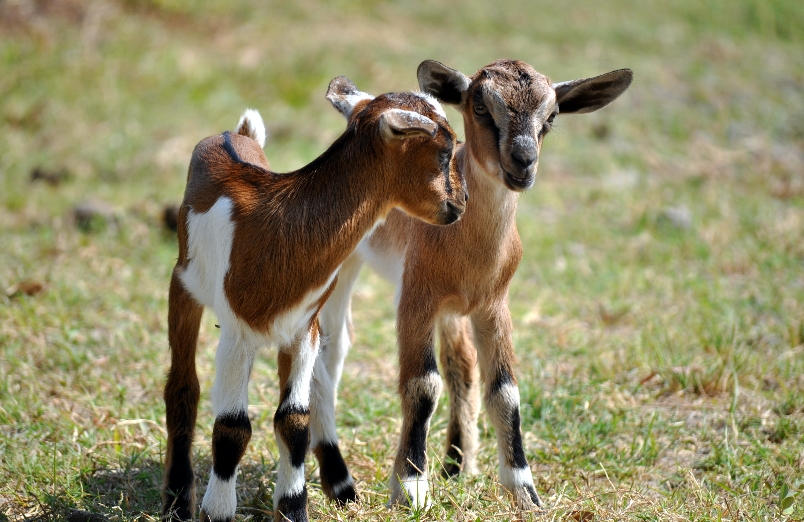 Look at all the wonderful benefits of goat’s milk