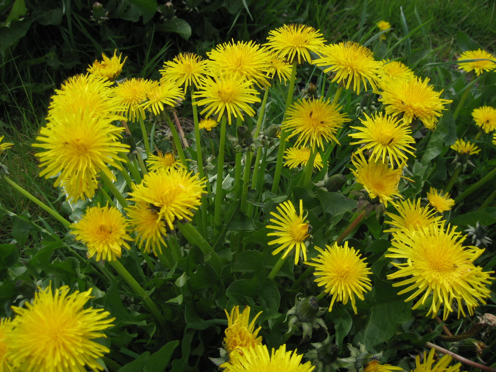 Make your own dandelion oil and salve