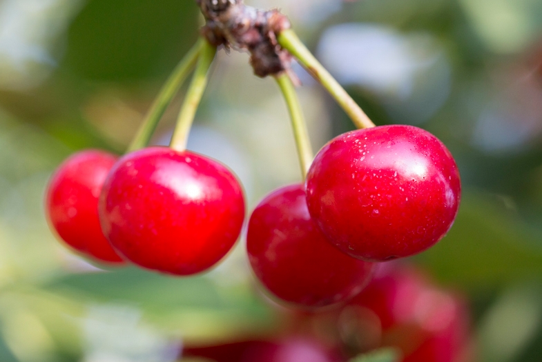 Montmorency cherry juice shown to be as effective at reducing high blood pressure as medication