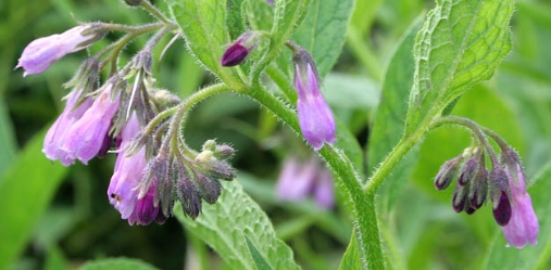 Got comfrey? Learn the benefits of growing this versatile plant.