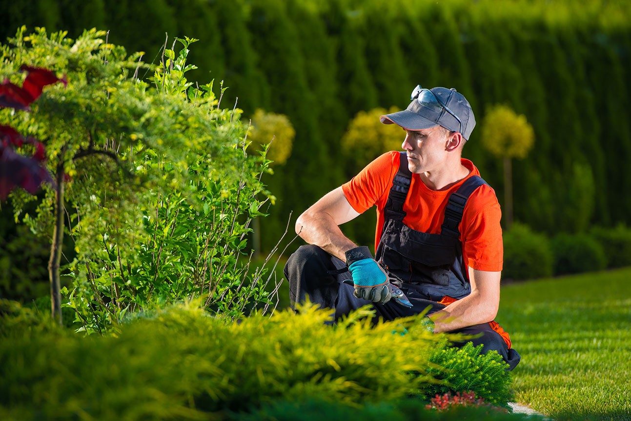 Natural DIY pest control measures for your garden