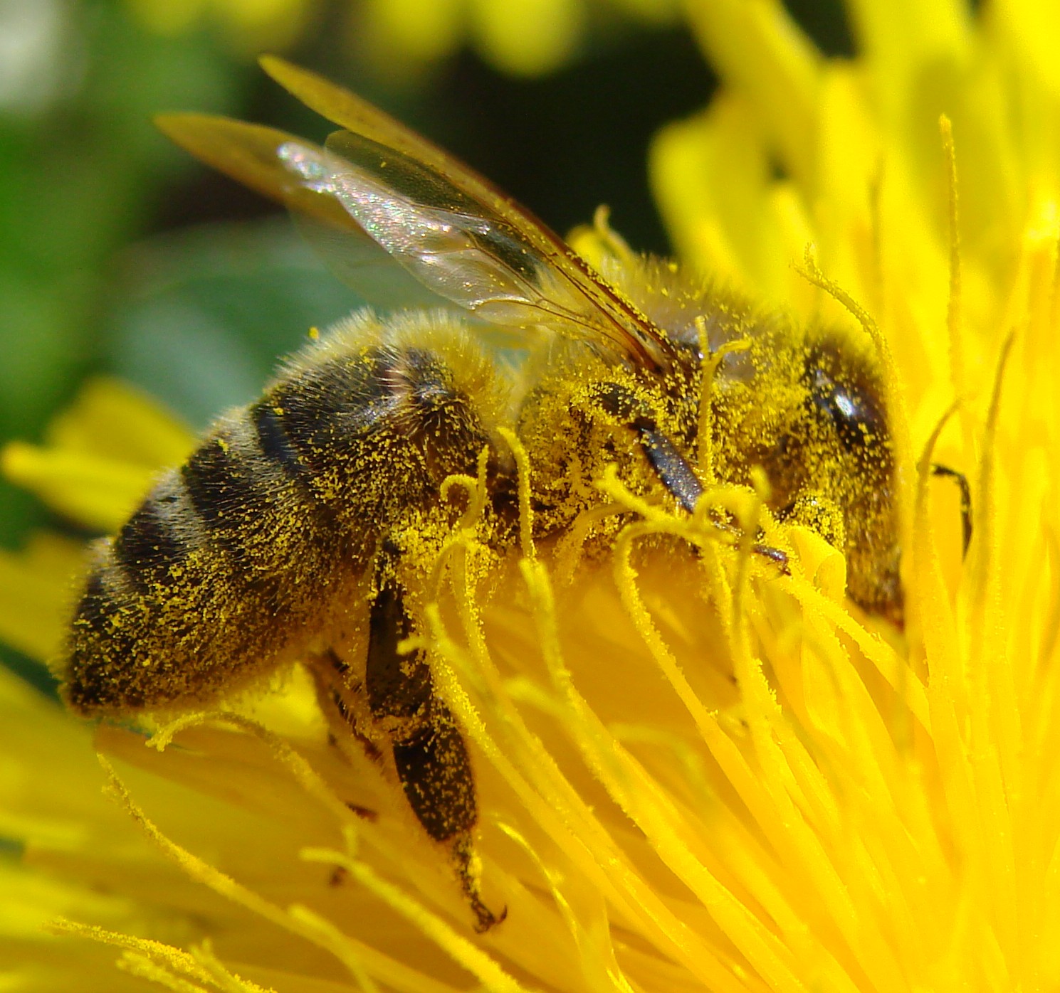 Do this: Plant flowers near your crops to boost bee populations and environmental health