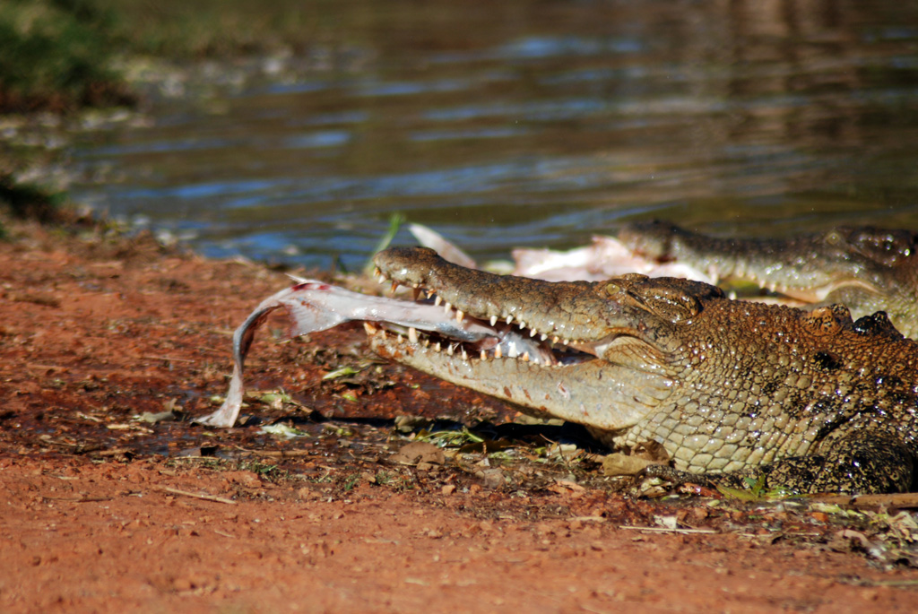 ‘Human stupidity’ cited as reason for fatal crocodile attack in Australia