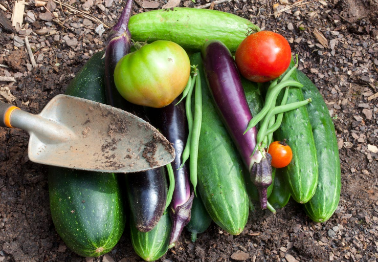 10 great tips for companion planting that naturally keep pests away and boost yields