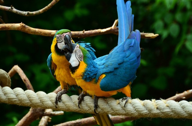 A talking parrot could help solve a murder case