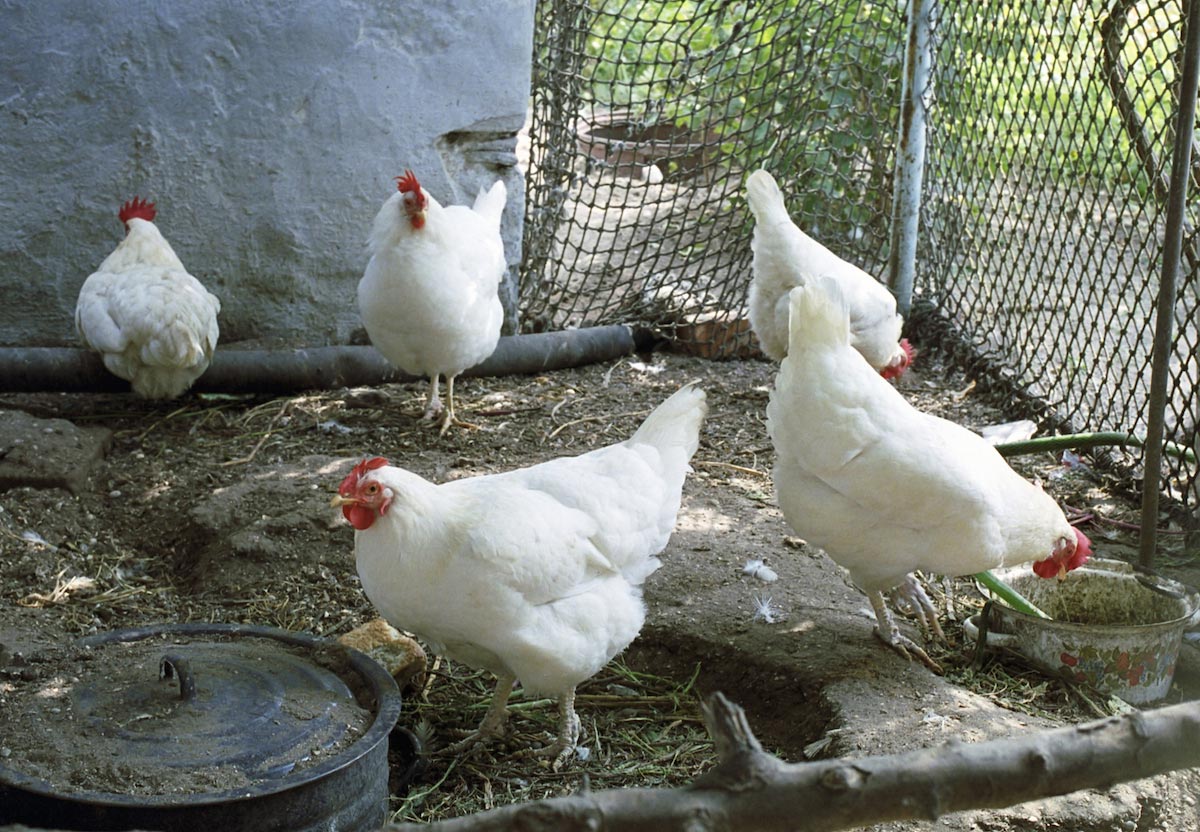Why your organically-raised chickens are MUCH better for you than the store-bought brands