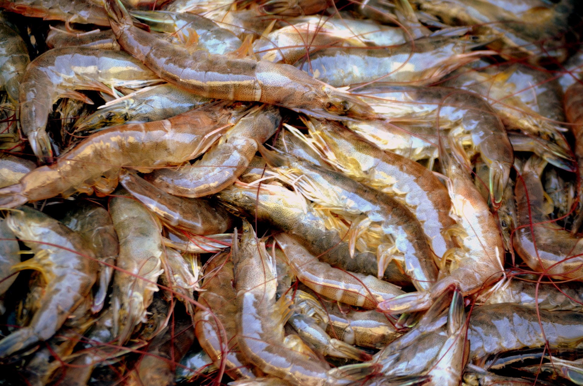 Why you should never buy Walmart or Costco shrimp