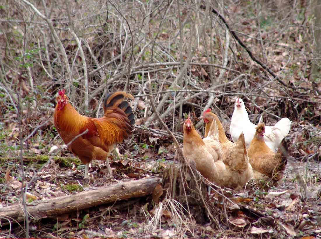 One major reason why you should have free-range chickens