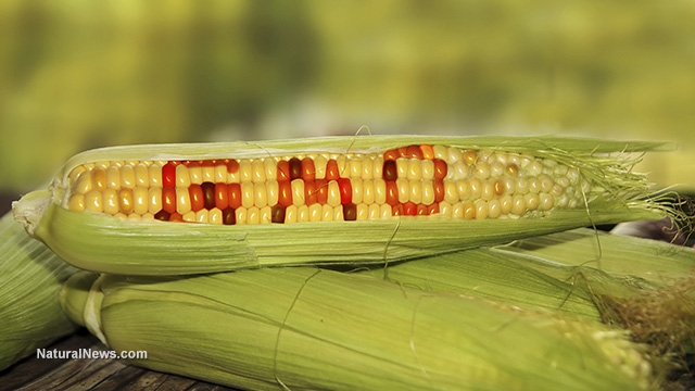 Don’t believe the mainstream lies about GMO corn: it is INUNDATED with chemicals