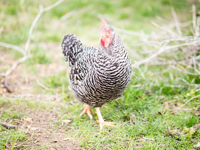 How to turn your backyard chickens into homestead money makers