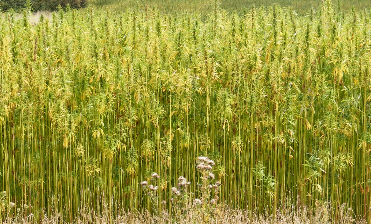 Hemp: the versatile biofuel that could save America’s energy independence