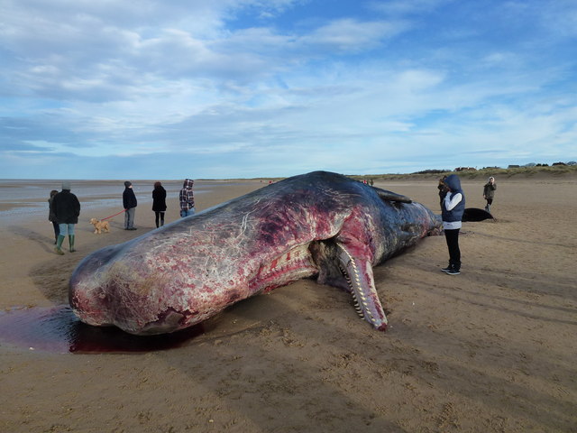 Are mass whale deaths and locust swarms an ominous warning to the world?