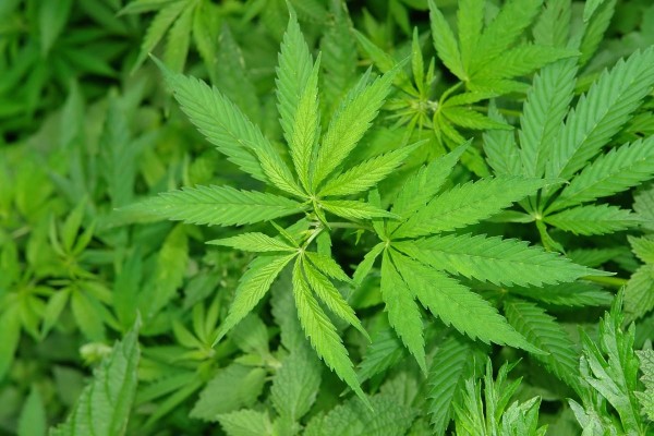 Marijuana WINS BIG in 2016: Three states legalize recreational weed