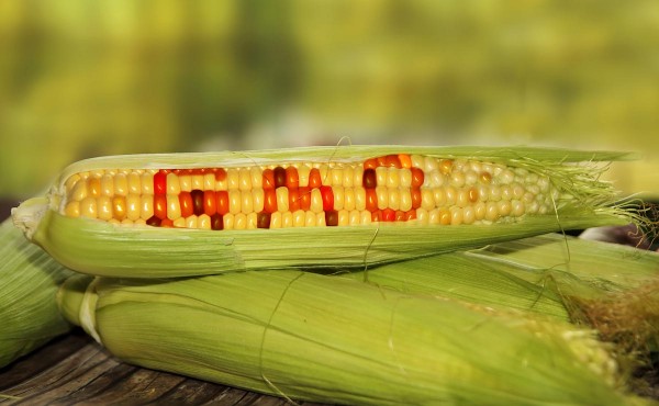 State and local GMO bans declared legal in Pacific Northwest