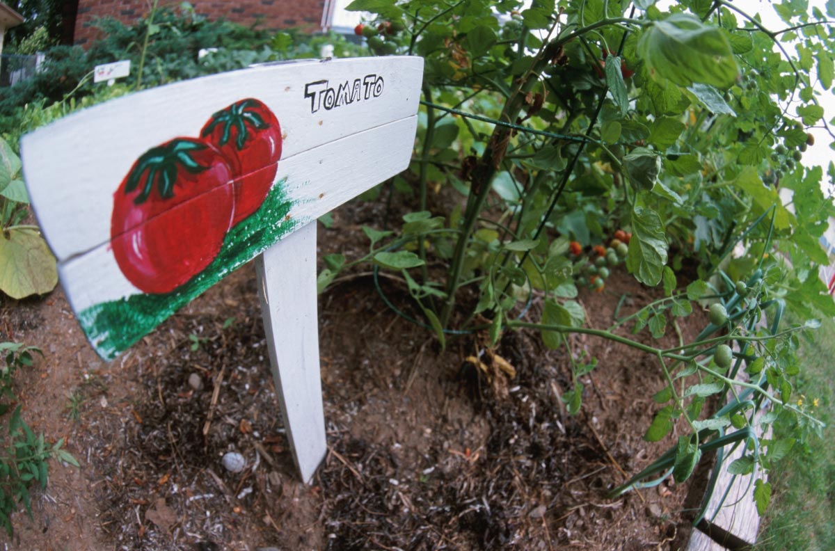 How to make tomato cages that last for just pennies on the dollar