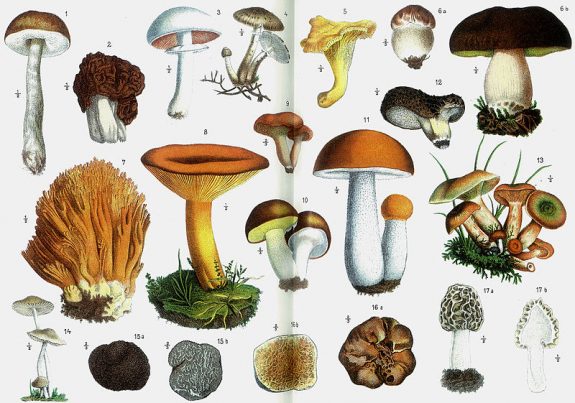 Medical scientists stunned as “magic mushroom” treatment found to heal ...
