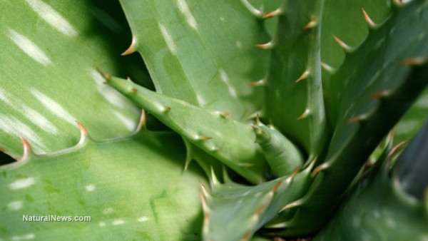 Scam: No trace of Aloe Vera found in products at Walmart, CVS