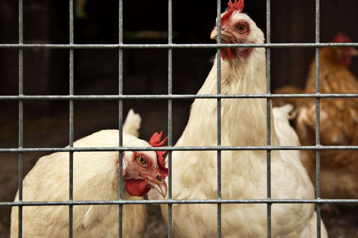 Costco boycotted antibiotic-fed chickens due to consumer demand, why isn’t every food market?