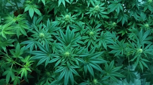 High-tech marijuana: Israel’s greenhouses are computer-controlled and password protected