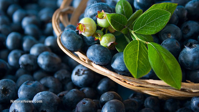 How to grow blueberries in pots this summer