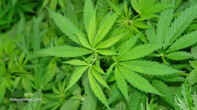 German parliament passes law legalizing medical cannabis