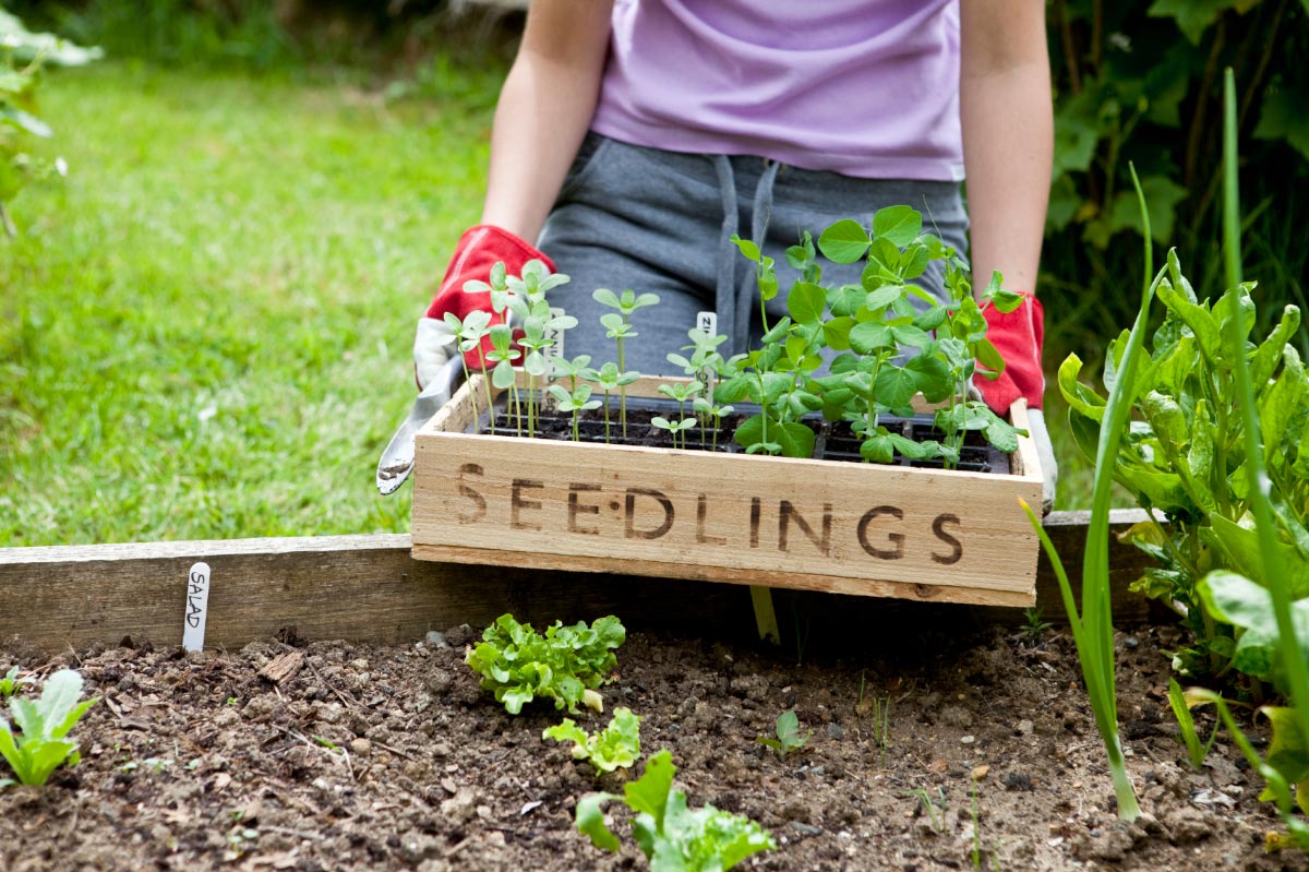 These veggies make the best companions in your garden and will grow better