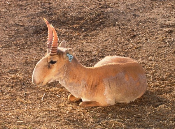 Collapse: Deadly virus kills 2,500 endangered antelope in mass die-off