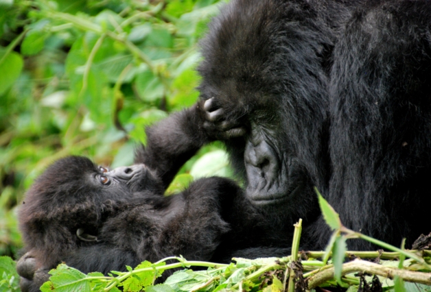 Cellphones are facilitating the extinction of gorillas