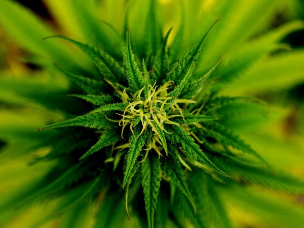 Anti-cannabis propaganda continues: CBS News shares unsubstantiated claim of marijuana ‘syndrome’