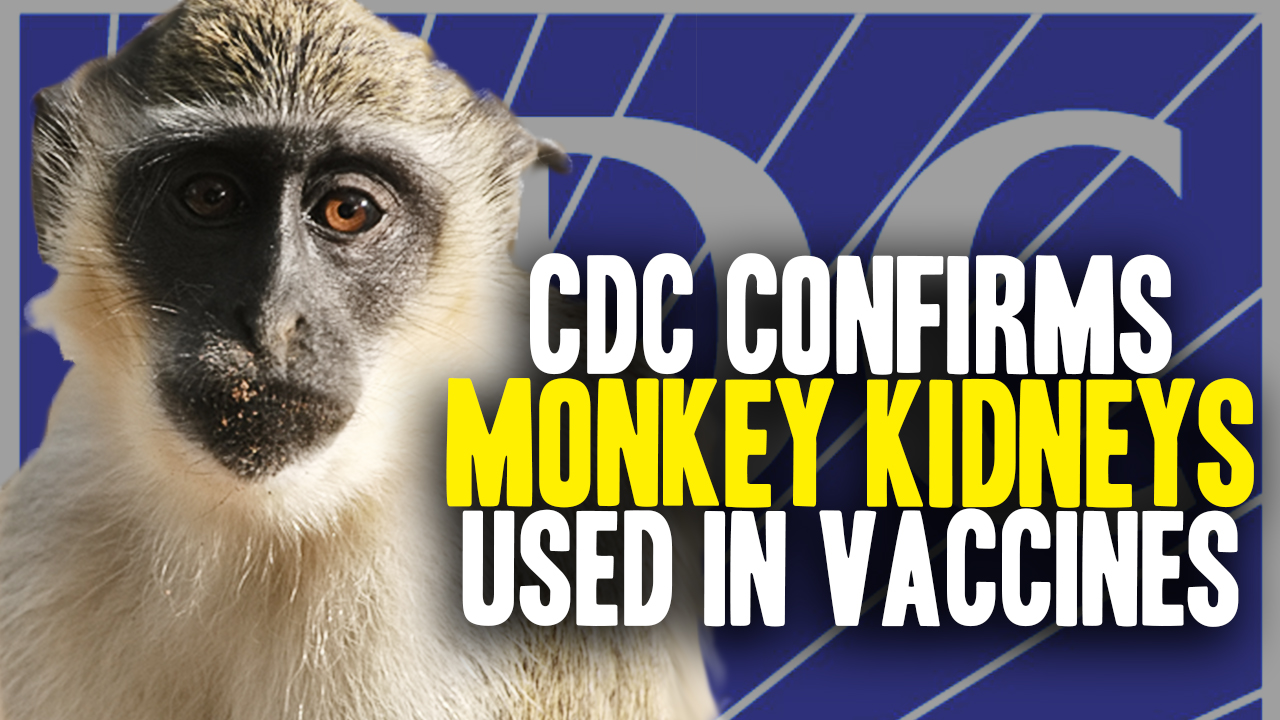 How many African Green Monkeys are infected, euthanized and then organ harvested each year to make FDA-approved vaccines?