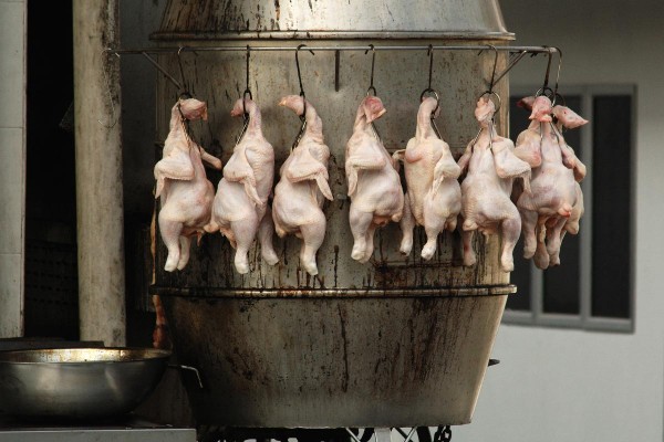 Imported chicken feed contaminated with pig fat discovered in Pakistan