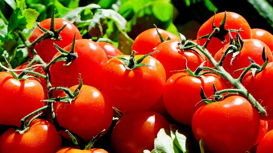 How to prune your tomatoes for a maximum yield this summer